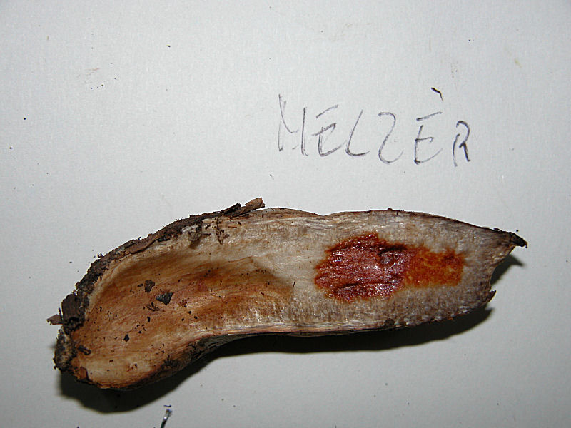 Cortinarius infractus var. obscurocyaneus (Phlegmacium)